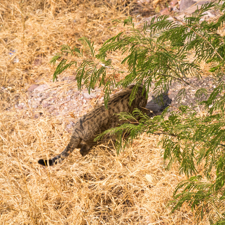 India 2014 - Jodhpur 039.jpg